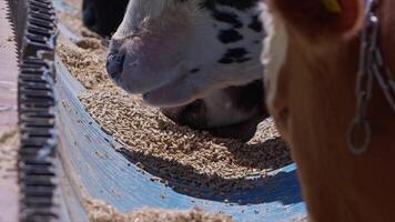 koeien gevoed net zo een aanbieden naar god gedurende de eid al-adha in de dier verkoop markt video