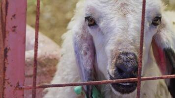 ovelha e cabras preparado para eid al-adha dentro islamismo video
