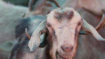 oveja y cabras preparado para eid al-adha en islam video