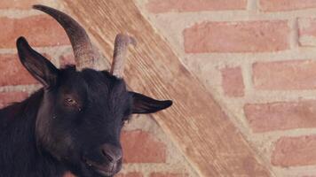 oveja y cabras preparado para eid al-adha en islam video