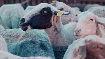 oveja y cabras preparado para eid al-adha en islam video