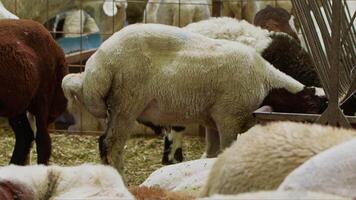 Sheep and Goats Prepared for Eid al-Adha in Islam video