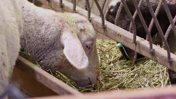 oveja y cabras preparado para eid al-adha en islam video