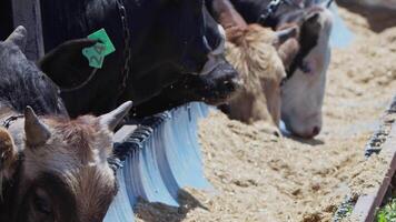 vacas alimentado como un ofrecimiento a Dios durante el eid al-adha en el animal ventas mercado video