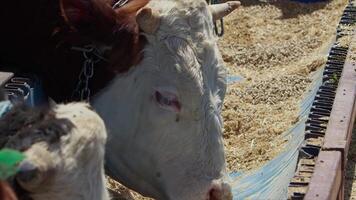 Cows fed as an offering to God during the Eid al-Adha in the animal sales market video