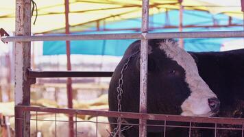 vacas alimentado como un ofrecimiento a Dios durante el eid al-adha en el animal ventas mercado video