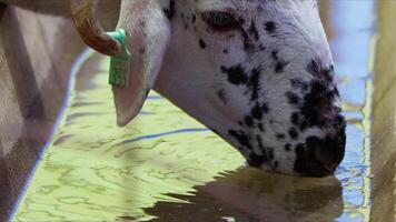 oveja y cabras preparado para eid al-adha en islam video