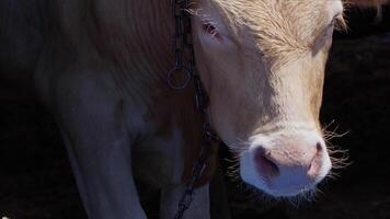 vacas alimentado como un ofrecimiento a Dios durante el eid al-adha en el animal ventas mercado video