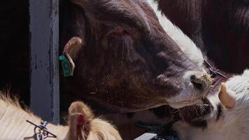 Cows fed as an offering to God during the Eid al-Adha in the animal sales market video