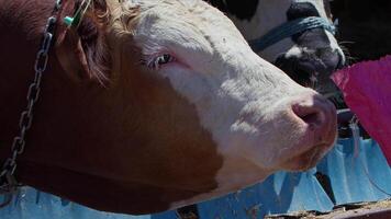 Cows fed as an offering to God during the Eid al-Adha in the animal sales market video