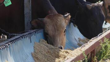 vacas alimentado Como a oferta para Deus durante a eid al-adha dentro a animal vendas mercado video