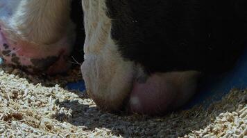 Cows fed as an offering to God during the Eid al-Adha in the animal sales market video