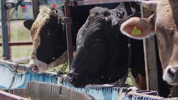 Cows fed as an offering to God during the Eid al-Adha in the animal sales market video