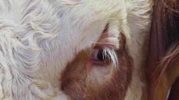 Cows fed as an offering to God during the Eid al-Adha in the animal sales market video