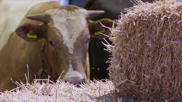 Cows fed as an offering to God during the Eid al-Adha in the animal sales market video