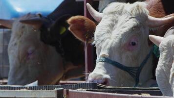 Cows fed as an offering to God during the Eid al-Adha in the animal sales market video