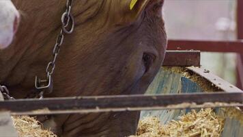 Cows fed as an offering to God during the Eid al-Adha in the animal sales market video