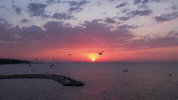 Drönare fångar solnedgång med fåglar och moln video