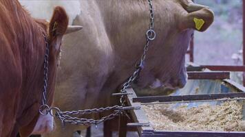 vacas alimentado como un ofrecimiento a Dios durante el eid al-adha en el animal ventas mercado video