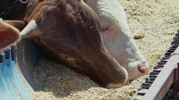 vacas alimentado como un ofrecimiento a Dios durante el eid al-adha en el animal ventas mercado video