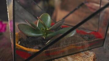 skapande kreativ dekorationer för de Hem använder sig av krukväxter, en mästarklass. en små saftig växt är planterade i en florarium, som är en behållare designad för växande växter. stänga upp. långsam rörelse. 4k video