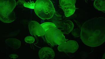 moon jelly with colorful background, jellyfish floating just below the surface of the water. video