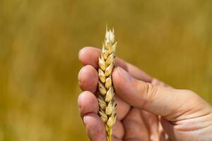 Harvesting agriculture grain cereals. Yellow ripe wheat seeds in man hands. photo