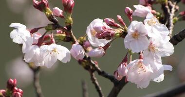 körsbär blomma på de parkera i tokyo närbild video