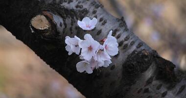 ciliegia fiorire a il parco nel tokyo avvicinamento video