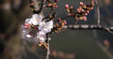 körsbär blomma på de parkera i tokyo närbild video