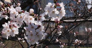 Cereza florecer a el parque en tokio de cerca video