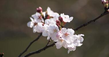 cereja Flor às a parque dentro Tóquio fechar-se video