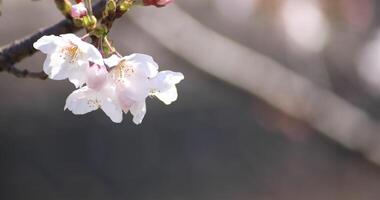 Cereza florecer a el parque en tokio copyspace video
