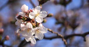 cereja Flor às a parque dentro Tóquio fechar-se video