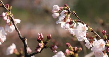 Cereza florecer detrás el tren a el parque en tokio video