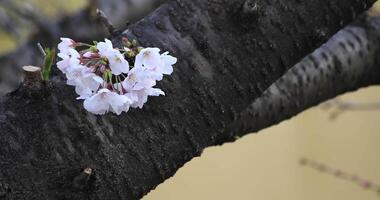 kers bloesem Bij de park in tokyo detailopname video