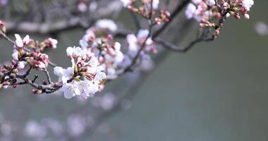 Cerise fleur avec abeille à le parc dans tokyo video
