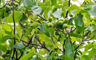 Young wallnuts on the tree. Green leafs on the tree with nuts. photo