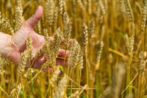 Yellow ripe wheat seeds in man hands. Harvesting agriculture grain cereals. photo