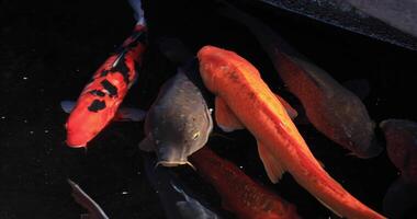 Swimming carp in the pond tracking shot video