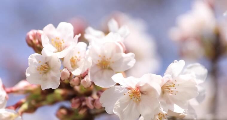 Illustration of Japanese spring season with cherry blossom