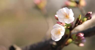 ciliegia fiorire a il parco nel tokyo copyspace video