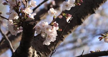 kers bloesem Bij de park in tokyo detailopname video