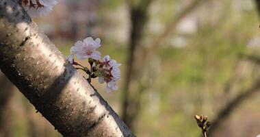 Cherry blossom at the park in Tokyo closeup video