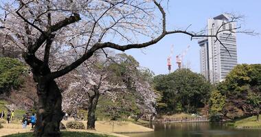 Cereza florecer a koishikawa kourakuen parque en tokio Mano amplio Disparo video