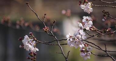 Cherry blossom at the park in Tokyo video