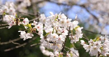 körsbär blomma på koishikawa kourakuen parkera i tokyo handhållen närbild video