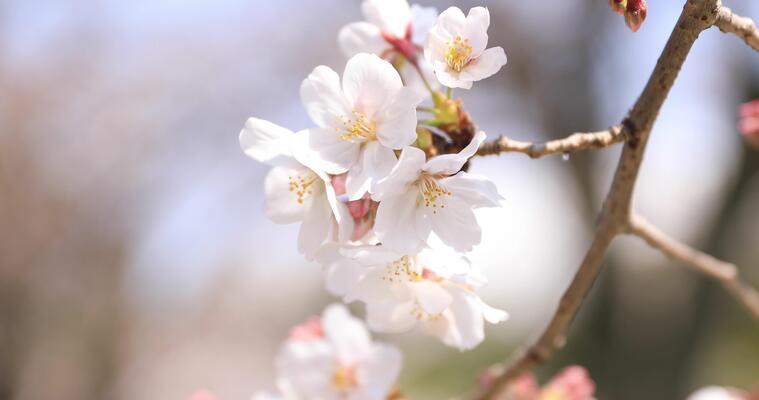 Illustration of Japanese spring season with cherry blossom