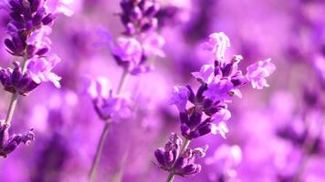 Lavendel Felder mit duftend lila Blumen blühen beim Sonnenuntergang. üppig Lavendel Gebüsch im endlos Reihen. organisch Lavendel Öl Produktion im Europa. Garten Aromatherapie. schleppend Bewegung, schließen oben video