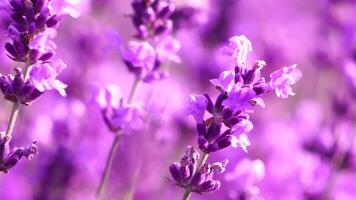 lavendel- fält med doftande lila blommor blomma på solnedgång. frodig lavendel- buskar i ändlös rader. organisk lavendel- olja produktion i Europa. trädgård aromterapi. långsam rörelse, stänga upp video